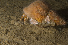 Cuthona nana