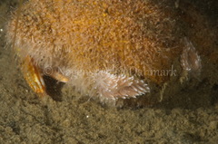 Cuthona nana
