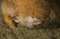 Cuthona nana