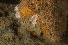 Cuthona nana