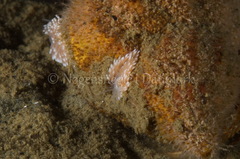 Cuthona nana