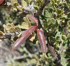 Indigofera nigromontana