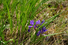Iris ruthenica