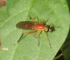 Ptecticus elongatus