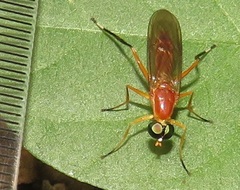 Ptecticus elongatus