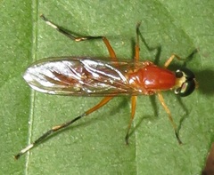 Ptecticus elongatus