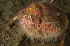 Cuthona nana