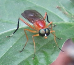 Ptecticus elongatus