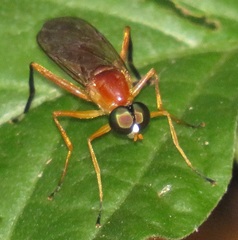 Ptecticus elongatus
