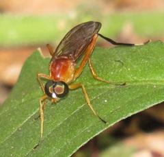 Ptecticus elongatus