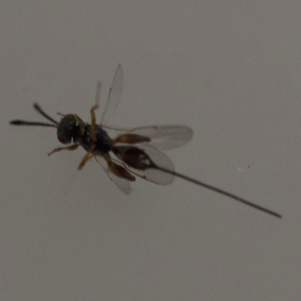 Podagrion pachymerus