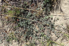 Indigofera sp12