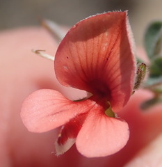 Indigofera sp12