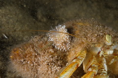 Cuthona nana
