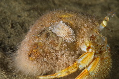 Cuthona nana