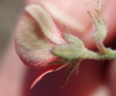 Indigofera sp12