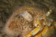 Cuthona nana