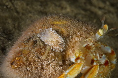 Cuthona nana