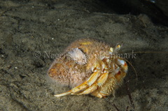 Cuthona nana