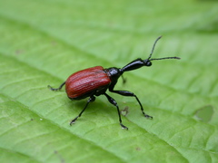 Apoderus jekelii
