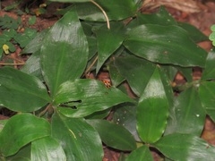 Coleotrype natalensis