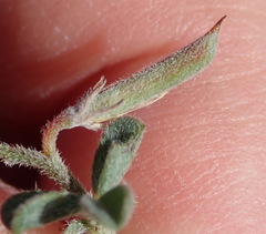 Indigofera sp12