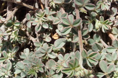 Indigofera sp12