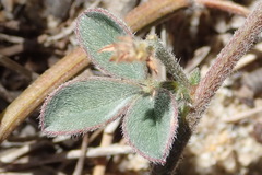 Indigofera sp12