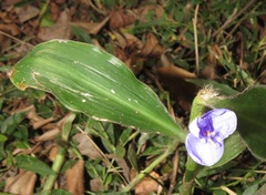 Coleotrype natalensis