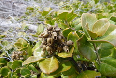 Logania crassifolia