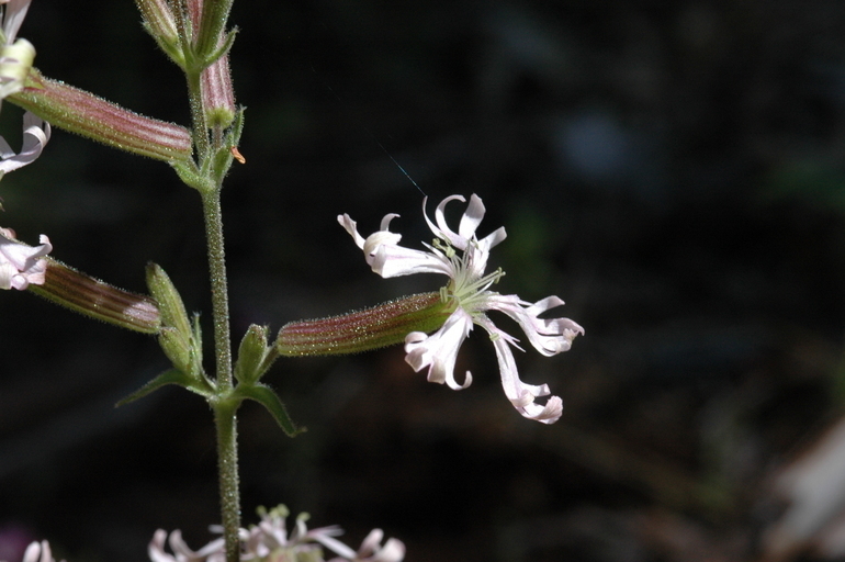 Silene occidentalis