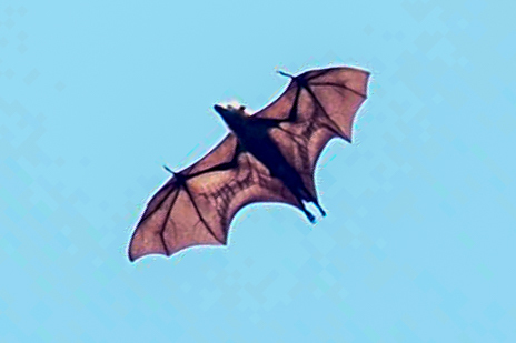 Pteropus pelewensis