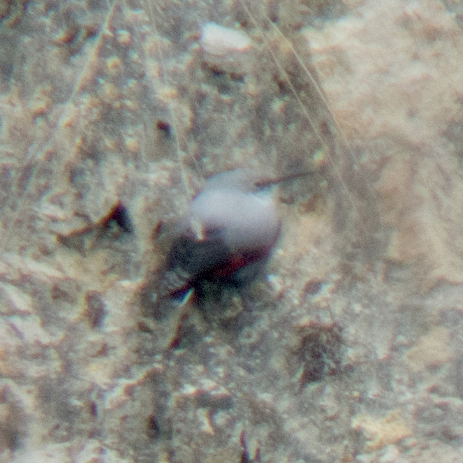 European Wallcreeper