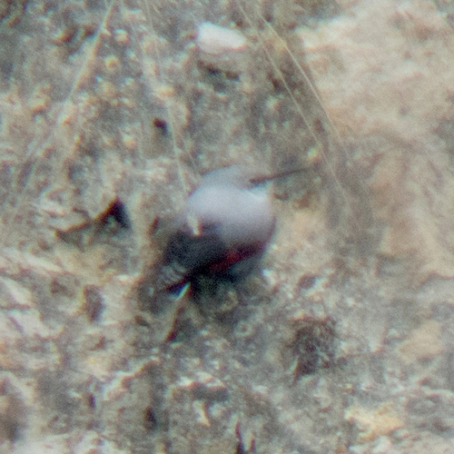 European Wallcreeper