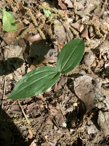 False Solomon's-seal seedling