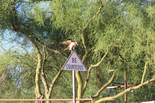 Red-tailed Hawk photographed in Arizona
