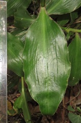 Coleotrype natalensis