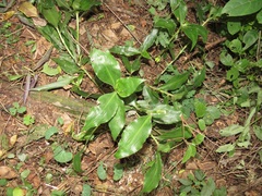 Coleotrype natalensis