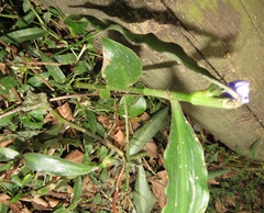 Coleotrype natalensis