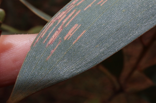 Image of Acacia aulacocarpa by (c) Thomas Mesaglio, some rights reserved (CC BY)