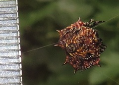 Isoxya tabulata