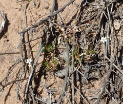 Pharnaceum elongatum