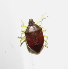 Tynacantha marginata