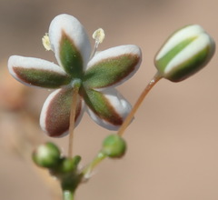 Pharnaceum elongatum