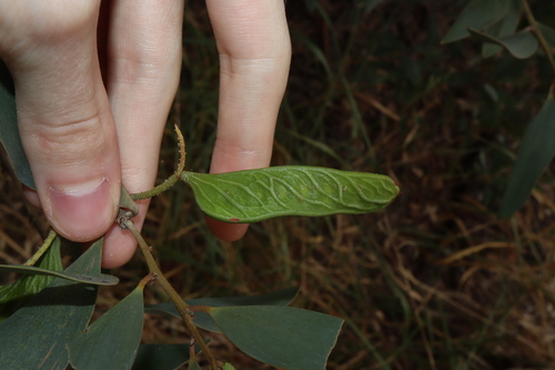 Image of Acacia aulacocarpa by (c) Thomas Mesaglio, some rights reserved (CC BY)