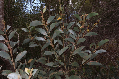 Image of Acacia aulacocarpa by (c) Thomas Mesaglio, some rights reserved (CC BY)