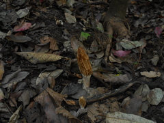 Morchella rufobrunnea