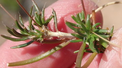 Pharnaceum elongatum