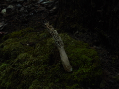 Morchella rufobrunnea