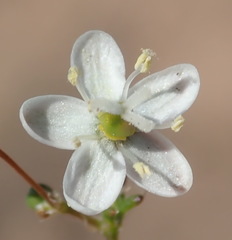 Pharnaceum elongatum